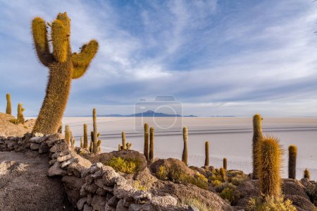 Photo for Cactus island in the salar de uyuni in the bolivian altiplano. High quality photo - Royalty Free Image