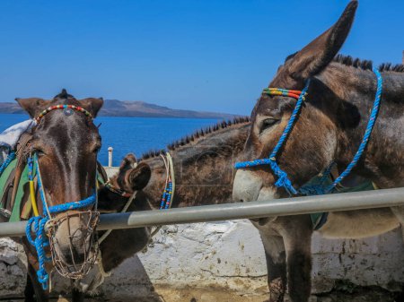 Photo for Donkeys on Santorini island, Greece. High quality photo - Royalty Free Image