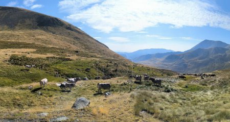 Foto de Vacas pastando en los pirineos catalanes. Foto de alta calidad - Imagen libre de derechos