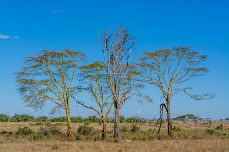 Téléchargez les photos : Paysage de savane dans le parc national du Serengeti. Photo de haute qualité - en image libre de droit
