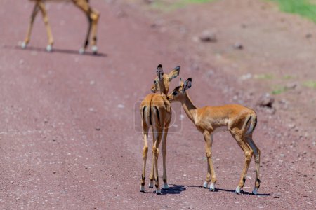 Téléchargez les photos : Wild Thomsons gazelles in the African savannah. High quality photo - en image libre de droit