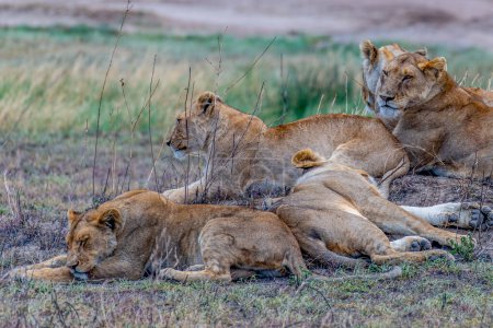 Photo for Wild lionesses in the Serengeti National Park in the heart of Africa. High quality photo - Royalty Free Image