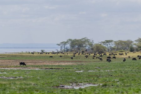 Foto de Wild buffalo in the savannah of Africa. High quality photo - Imagen libre de derechos