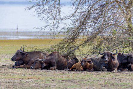 Photo for Wild buffalo in the savannah of Africa. High quality photo - Royalty Free Image