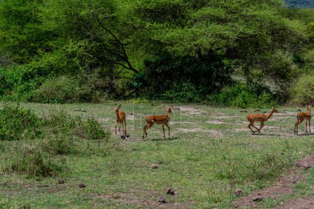 Photo for Wild Thomsons gazelles in the African savannah. High quality photo - Royalty Free Image