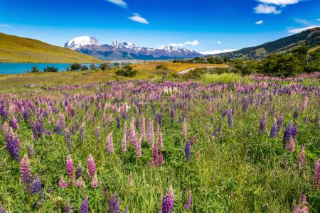 Téléchargez les photos : Flore sauvage dans le parc national de Torres del Paine, en Patagonie chilienne. Photo de haute qualité - en image libre de droit