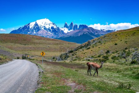 Photo for Alpacas in Torres del Paine National Park, in Chilean Patagonia. High quality photo - Royalty Free Image