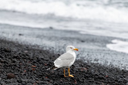 Photo for Seagull in volcanic landscape on the island of Stromboli. High quality photo - Royalty Free Image