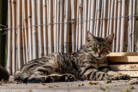 Photo for Stray cat from the island of Stromboli. High quality photo - Royalty Free Image