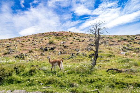 Téléchargez les photos : Alpagas dans le parc national de Torres del Paine, en Patagonie chilienne. Photo de haute qualité - en image libre de droit