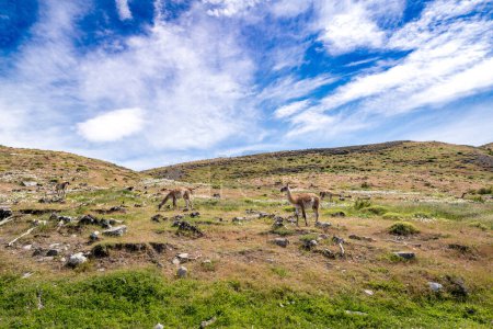 Foto de Alpacas en el Parque Nacional Torres del Paine, Patagonia chilena. Foto de alta calidad - Imagen libre de derechos