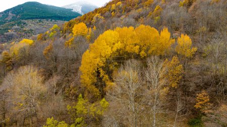 Téléchargez les photos : Arbres en automne dans les montagnes des pyrénées de vue sur les drones. Photo de haute qualité - en image libre de droit
