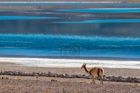 Foto de Alpaca en las tierras altas de Chile. Foto de alta calidad - Imagen libre de derechos