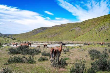 Alpacas in Torres del Paine National Park, in Chilean Patagonia. High quality photo