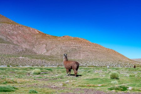 Photo for Alpaca in the highlands of Chile. High quality photo - Royalty Free Image