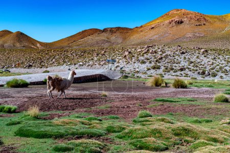 Téléchargez les photos : Alpaga dans les hautes terres du Chili. Photo de haute qualité - en image libre de droit