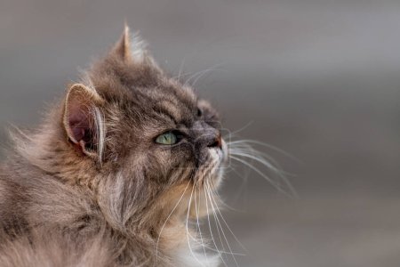 chat errant de l'île de Stromboli. Photo de haute qualité