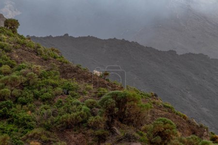 paysage volcanique sur l'île de Stromboli. Photo de haute qualité