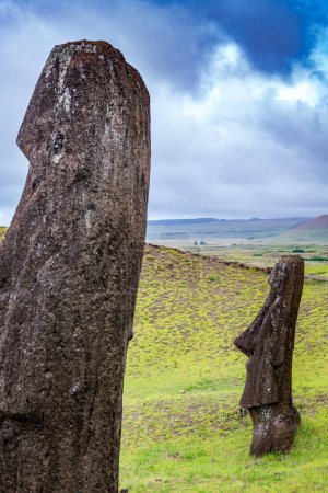moais in the quarry of Rano Raraku, in Rapa Nui, Easter Island. High quality photo
