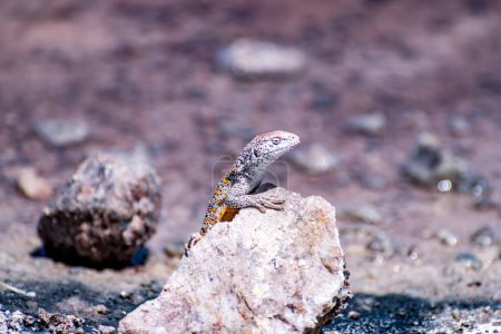 lagarto en el salar de Atacama, Chile. Foto de alta calidad
