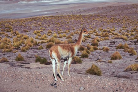 alpaca in the highlands of Chile. High quality photo