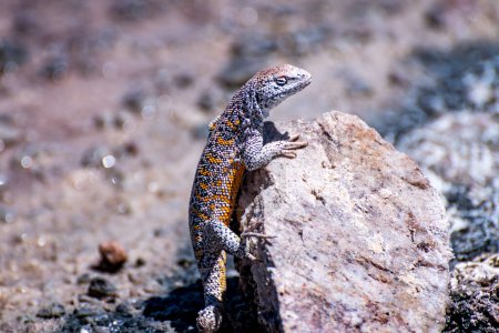 lizard in the Atacama salt flat, Chile. High quality photo
