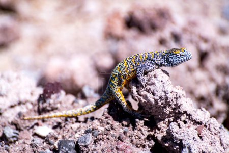 lizard in the Atacama salt flat, Chile. High quality photo