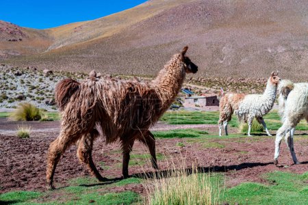 alpaca in the highlands of Chile. High quality photo