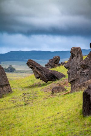 moais in the quarry of Rano Raraku, in Rapa Nui, Easter Island. High quality photo