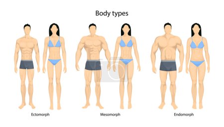 Téléchargez les illustrations : Human body types. Men and women as endomorph, ectomorph and mesomorph. - en licence libre de droit
