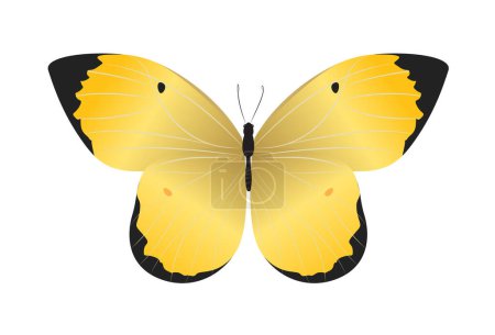 Téléchargez les illustrations : Isolé beau papillon sur fond blanc. Couleurs jaune et noir
. - en licence libre de droit
