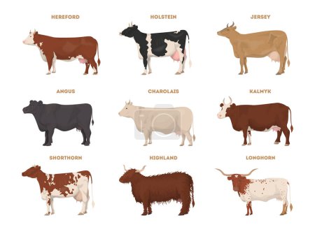 Illustration for Cow set. Hereford, Holstein, Jersey, Angus, Charolais, Kalmyk, Shorthorn, Highland, Longhorn. Dairy cattle - Royalty Free Image