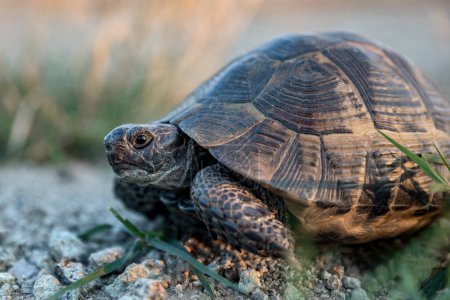 Téléchargez les photos : Turtle walking on the ground natural environment - en image libre de droit