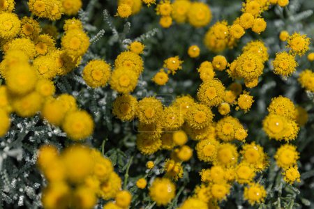 Téléchargez les photos : Santolina chamaecyparissus or cotton lavender family Asteraceae aromatic medicinal yellow flower. - en image libre de droit