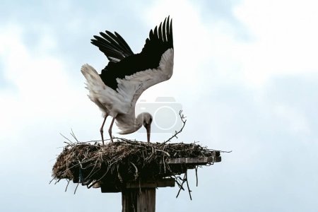 Foto de European White stork Ciconia Ciconia is the symbol of bird migration. - Imagen libre de derechos