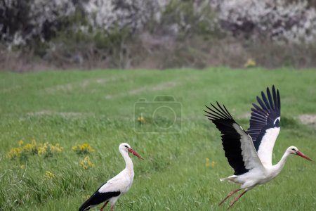 Téléchargez les photos : European White stork Ciconia Ciconia is the symbol of bird migration. - en image libre de droit