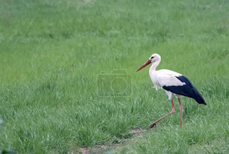Téléchargez les photos : European White stork Ciconia Ciconia is the symbol of bird migration. - en image libre de droit