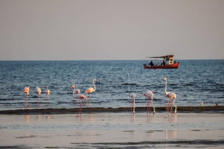 Téléchargez les photos : A Group of beautiful pink Flamingos walking on the beach of Alexandroupolis Greece. - en image libre de droit