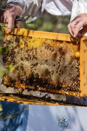 Foto de Apiary worker or beekeeper manage colonies of honeybees for the production of honey in the field. - Imagen libre de derechos