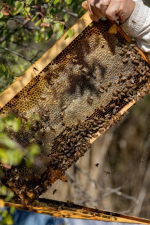 Foto de Apiary worker or beekeeper manage colonies of honeybees for the production of honey in the field. - Imagen libre de derechos