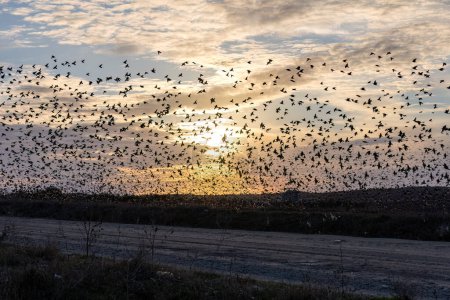 Foto de The flock of starlings birds on the evening sky Sunset color. - Imagen libre de derechos