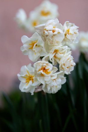 Téléchargez les photos : Narcisse plante belle fleur de printemps blanche. - en image libre de droit