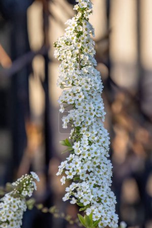 Photo for Spiraea white early spring flower in the garden design. - Royalty Free Image