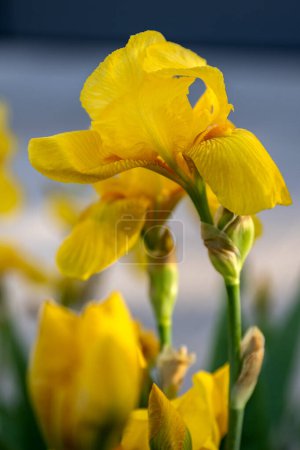 Téléchargez les photos : Iris lutescens fleur jaune dans la conception du jardin. - en image libre de droit