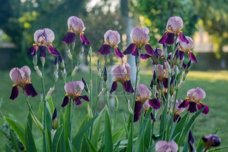 Téléchargez les photos : Iris germanica fleur pourpre dans la conception du jardin. - en image libre de droit