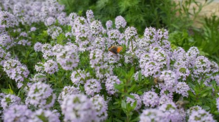 Téléchargez les photos : Hiver Savoureux ou Satureja Montana lilas fleur dans la conception du jardin. - en image libre de droit