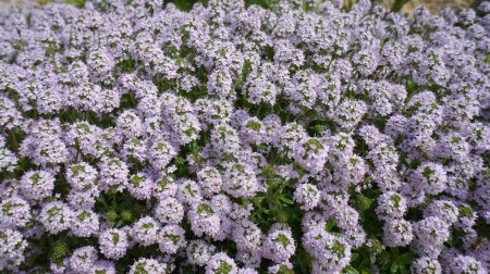 Téléchargez les photos : Hiver Savoureux ou Satureja Montana lilas fleur dans la conception du jardin. - en image libre de droit