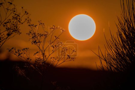 Téléchargez les photos : Belles couleurs de coucher de soleil avec silhouette d'arbre. - en image libre de droit