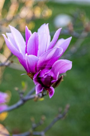 Téléchargez les photos : Magnolia liliiflora Nigra fleur rose dans la conception du jardin. - en image libre de droit