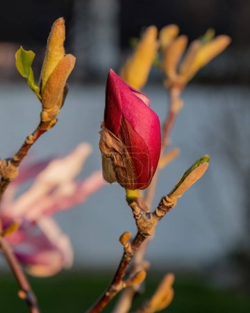 Téléchargez les photos : Magnolia liliiflora Nigra fleur rose dans la conception du jardin. - en image libre de droit
